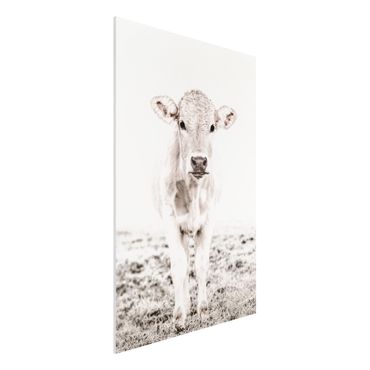 Impression sur forex - White Calf - Format portrait 2:3
