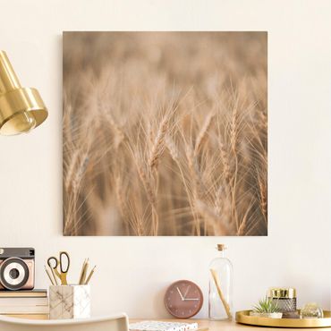 Tableau sur toile naturel - Wheat Field - Carré 1:1