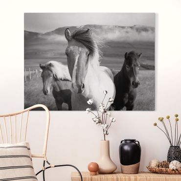 Tableau sur toile - Wild Horses Black And White