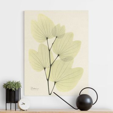 Tableau sur toile naturel - X-Ray - Orchid Tree Leaves - Format portrait 3:4