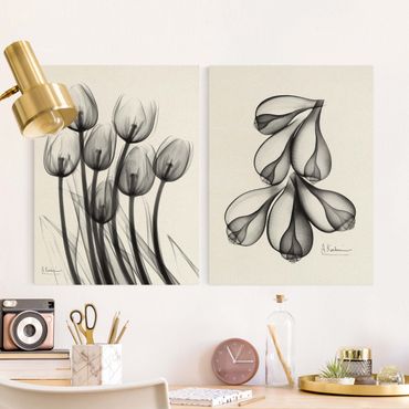 Impression sur toile - X-Ray - Tulips & Fig Shells
