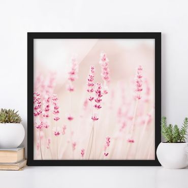 Framed poster - Pale Pink Lavender