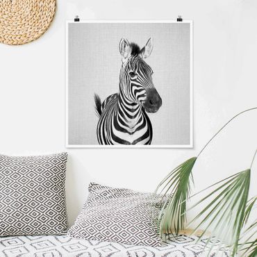 Poster reproduction - Zebra Zilla Black And White