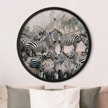 Tableau rond encadré - Zebra Herd