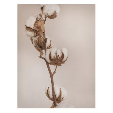 Impression sur toile - Fragile Cotton Twig