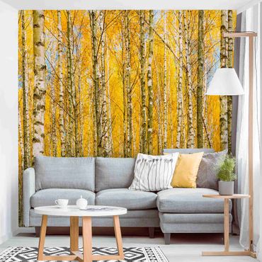 Papier peint - Between Yellow Birch Trees