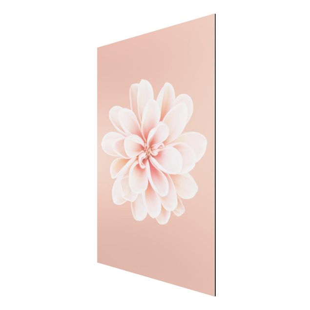 tableaux floraux Dahlia Rose Pastel Blanc Centré