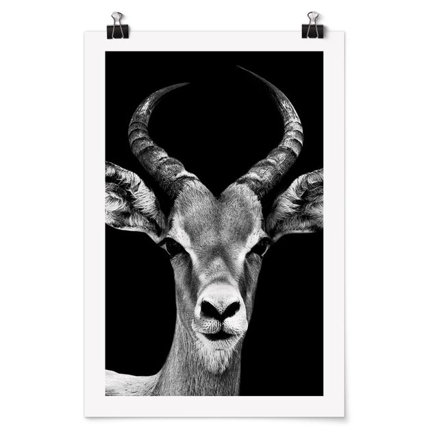 Cadre animaux Antilope Impala noir et blanc