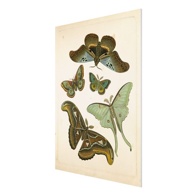 Tableau animaux Illustration vintage Papillons Exotiques II