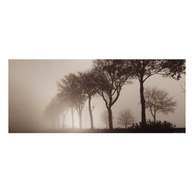 Tableau paysages Arbre Avanue dans la brume du matin