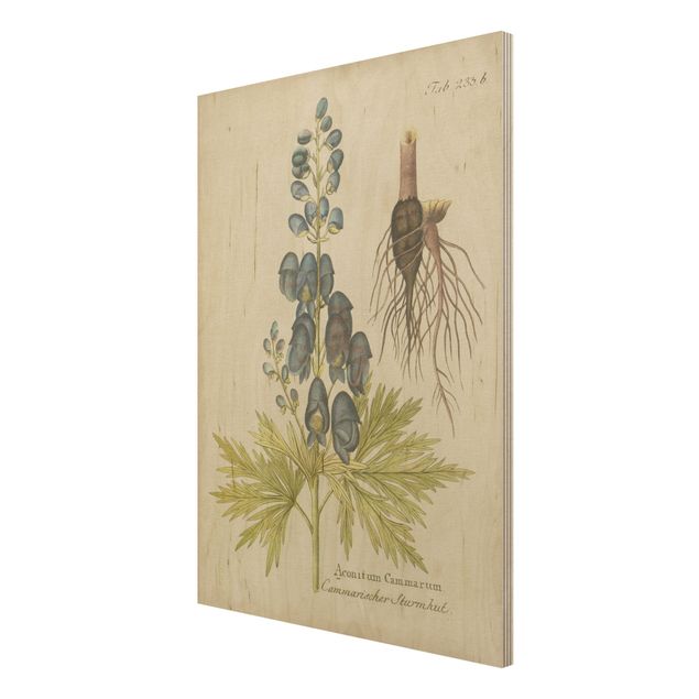 Tableau vintage bois Botanique vintage en bleu Aconitum