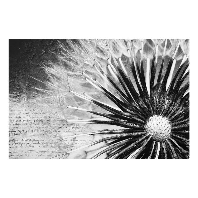 Fond de hotte - Dandelion Black & White