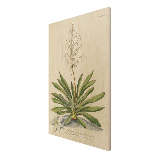 Tableaux en bois avec paysage Illustration vintage Botanique Yucca