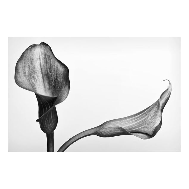 Tableaux magnétiques avec fleurs Gros plan de Calla Noir Et Blanc