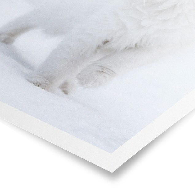 Posters animaux Blanc comme neige