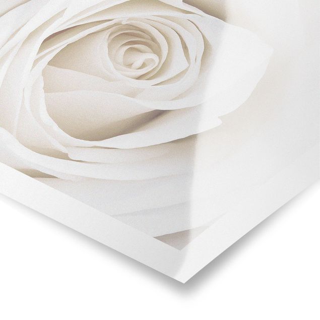 Posters Jolie Rose Blanche