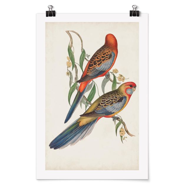 Tableaux animaux Tropical Parrot II