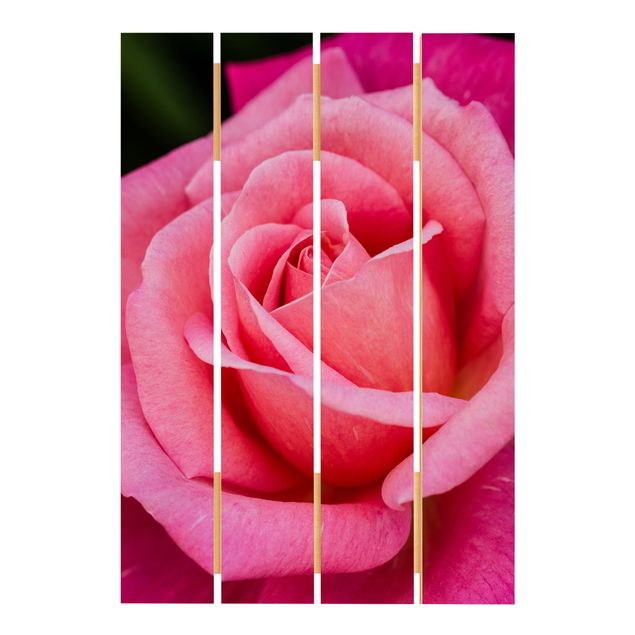 Tableau décoration Fleurs de rose rose sur fond vert