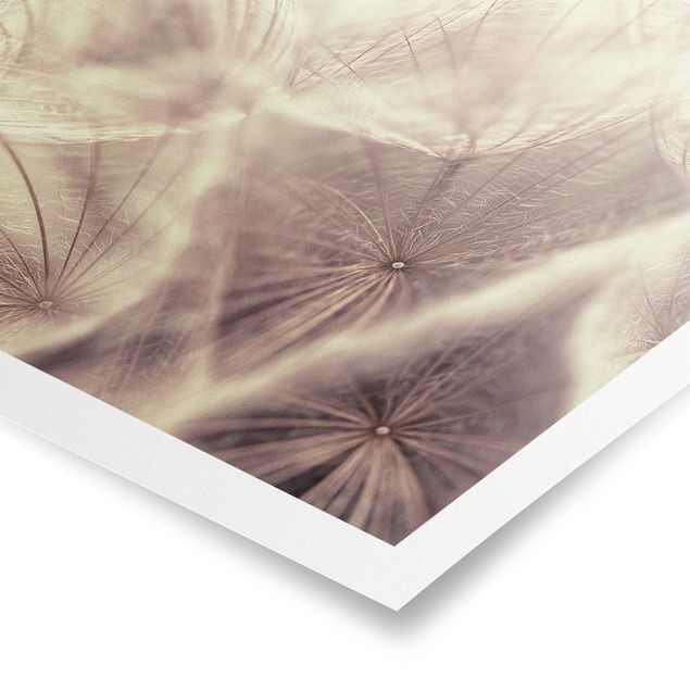 Tableaux Macro photo détaillée d'un pissenlit avec effet de flou vintage