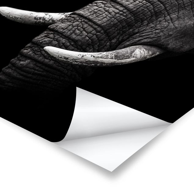 Tableaux noir et blanc Portrait d'éléphant sombre