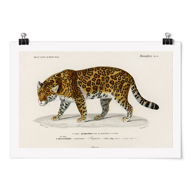 Tableaux animaux Tableau Botanique Jaguar