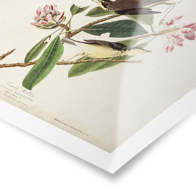 Tableau décoration Tableau Botanique Warbler
