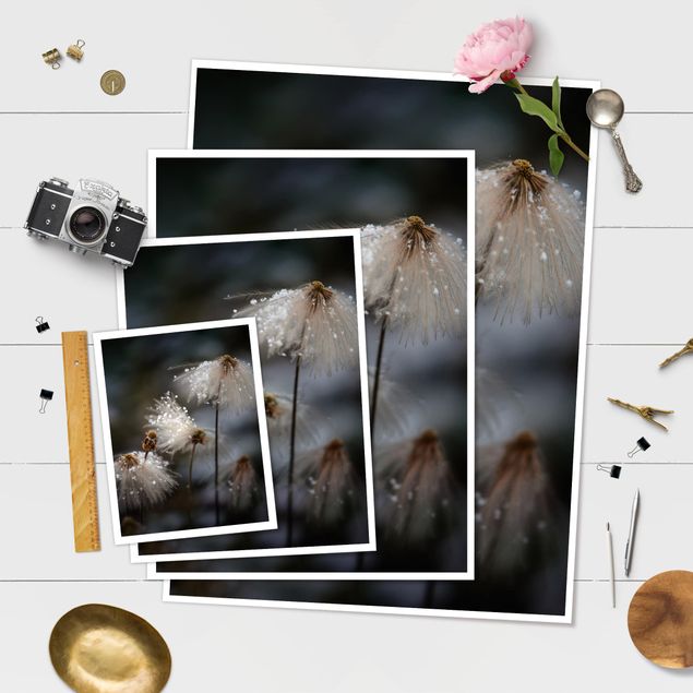Poster fleurs - Dandelions With Snowflakes