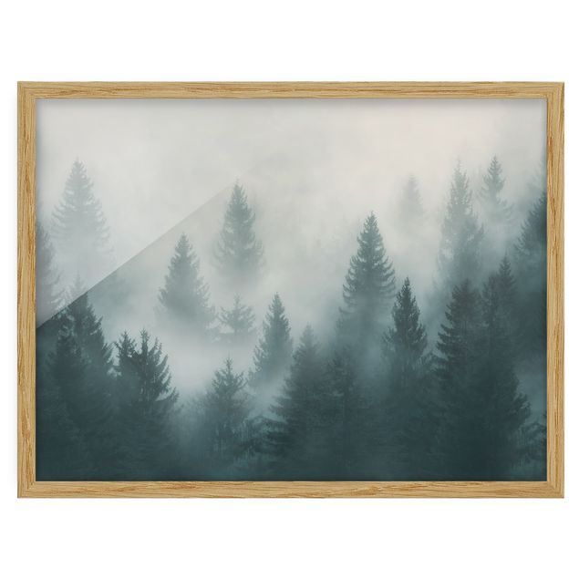 Tableaux encadrés paysage Forêt de conifères dans le brouillard
