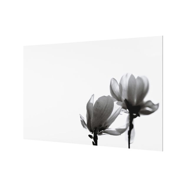 Fonds de hotte - Herald Of Spring Magnolia Black And White - Format paysage 3:2
