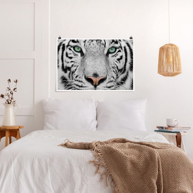 Posters en noir et blanc Tigre Blanc