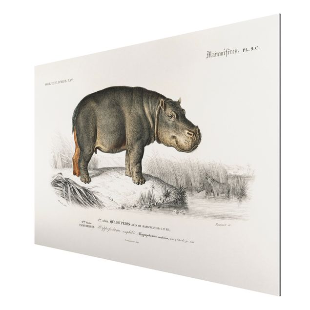 Tableau chevaux Tableau Vintage hippopotame