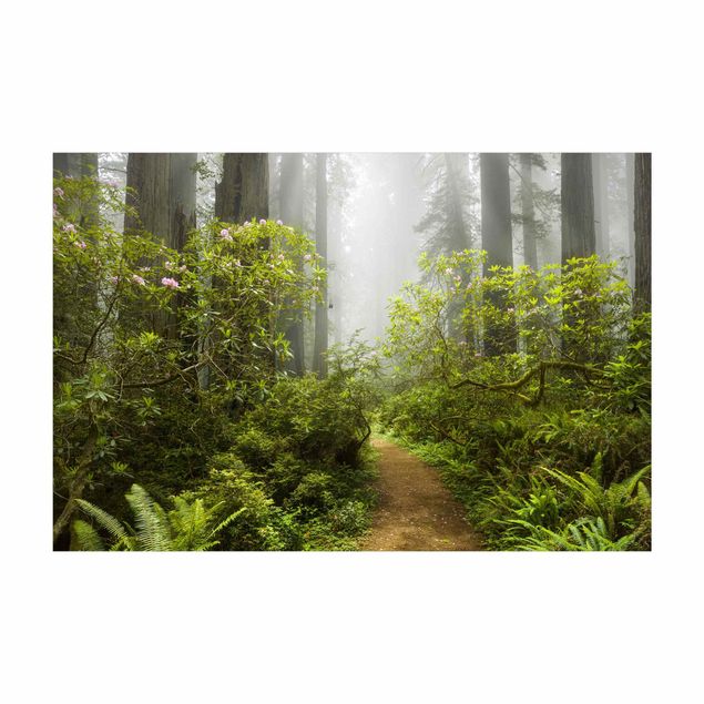 tapis forêt Chemin de forêt brumeux