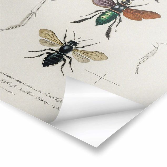 Posters muraux Tableau Vintage Insectes