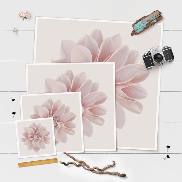 Poster - Dahlia Flower Pastel White Pink