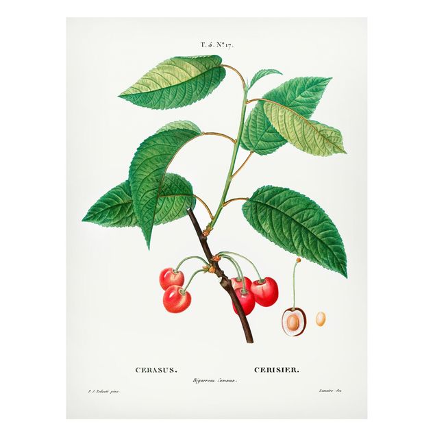 Tableau fruits Illustration Botanique Vintage Cerises Rouges