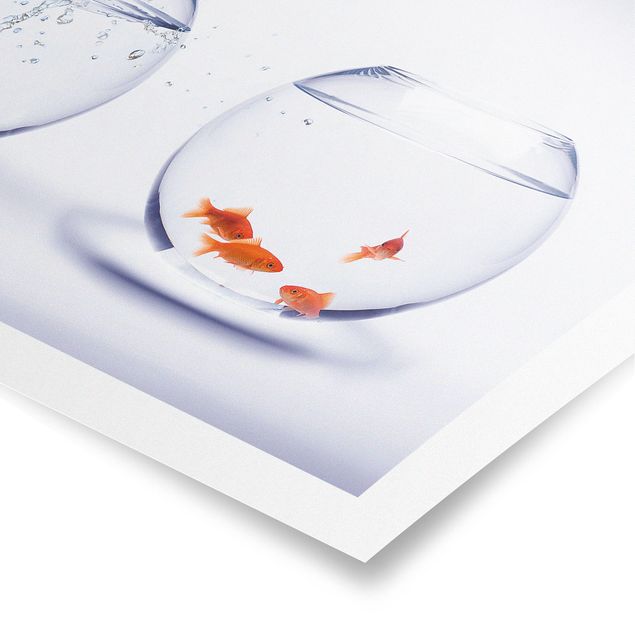 Posters animaux Flying Goldfish