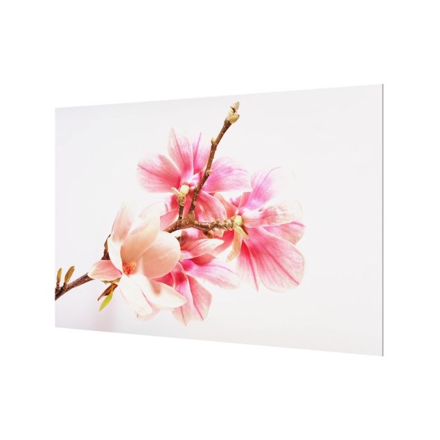 Fond de hotte - Magnolia Blossoms