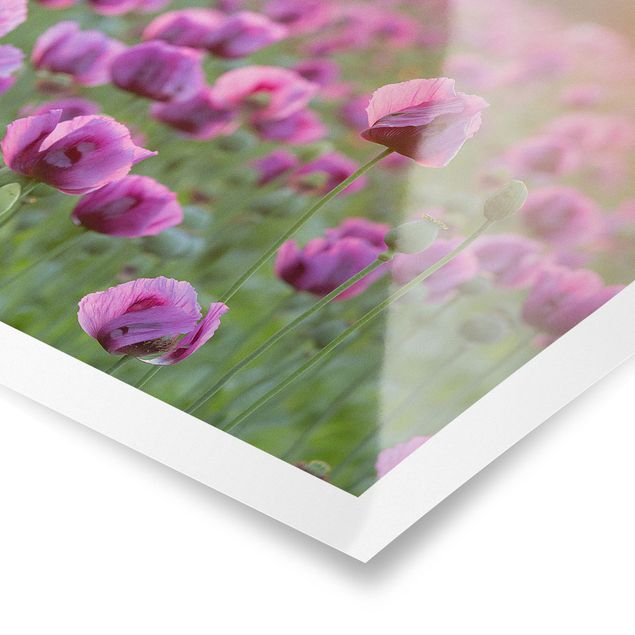 Tableau lilas Prairie de coquelicots violets au printemps