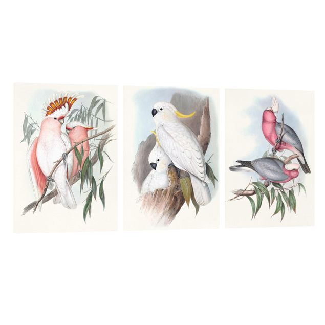 Tableaux animaux Perroquets Pastel Lot I
