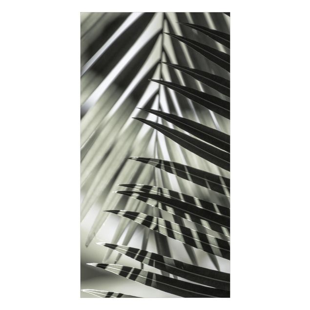 Revêtement mural de douche - Interplay Of Shaddow And Light On Palm Fronds
