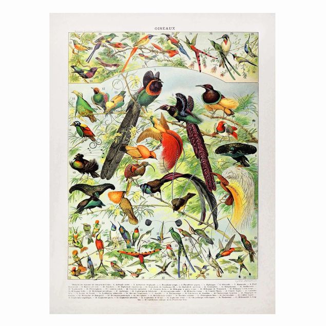 Tableau animaux Tableau Vintage Oiseaux du Paradis