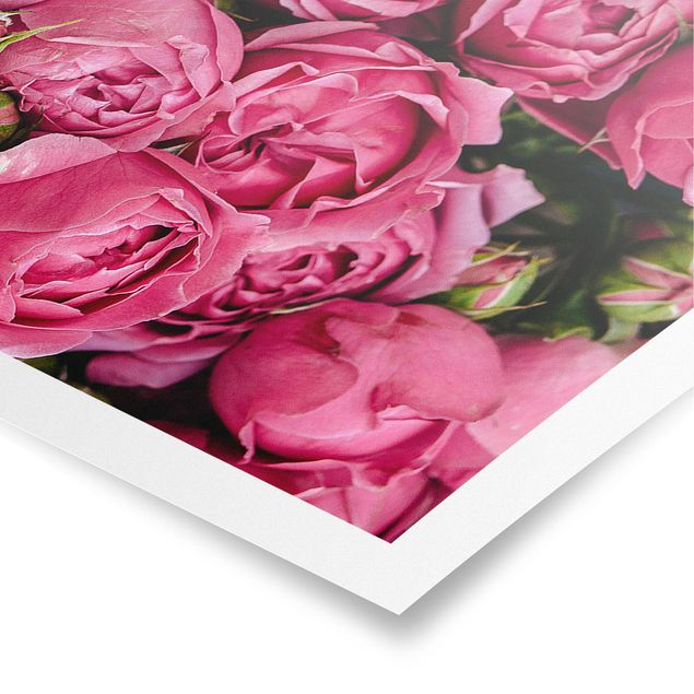 Tableaux muraux Pivoines roses