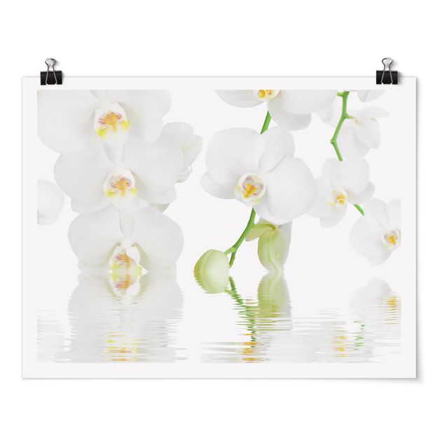 tableaux floraux Spa Orchid - Orchidée blanche
