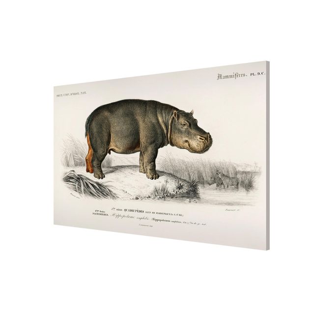 Tableau cheval Tableau Vintage hippopotame