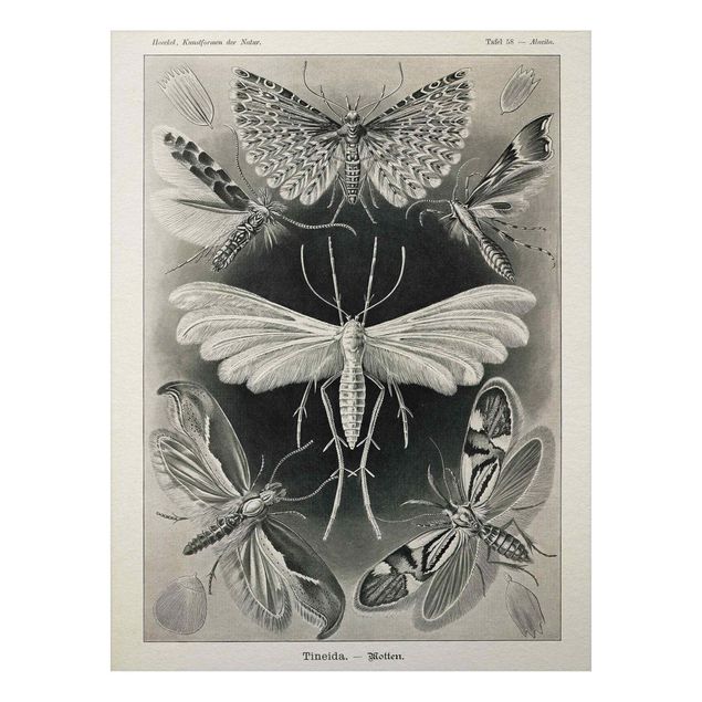 Tableaux papillons Tableau Vintage phalènes et papillons