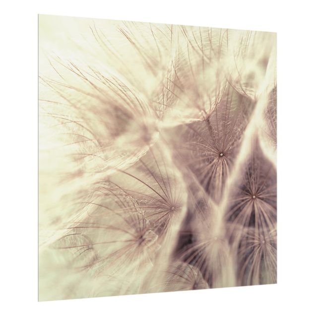 Fond de hotte verre Macro photo détaillée d'un pissenlit avec effet de flou vintage