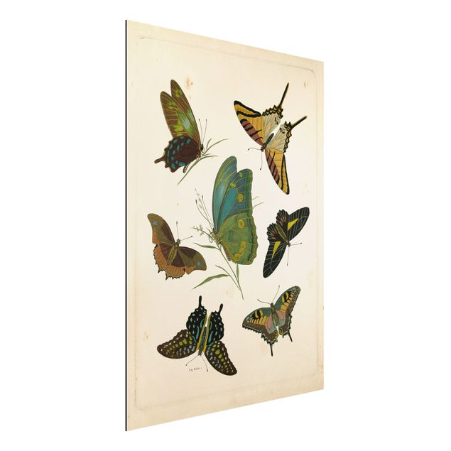 Déco murale cuisine Illustration vintage Papillons Exotiques