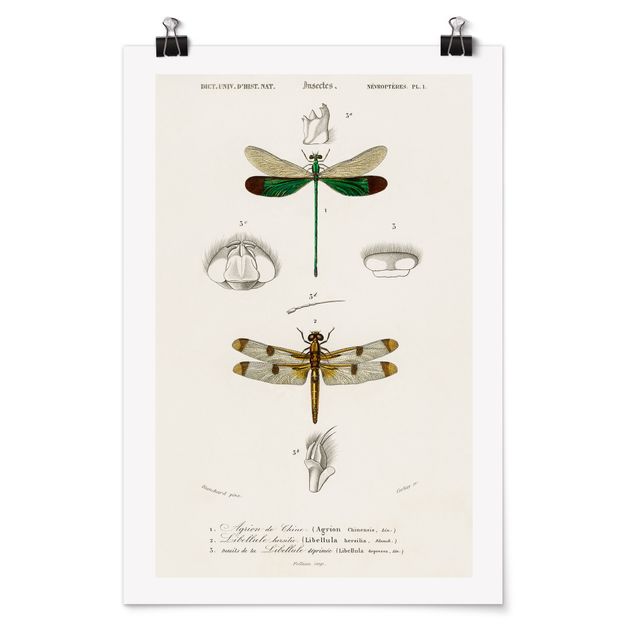 Affiche rétro Tableau Vintage libellules