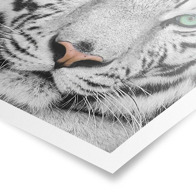 Tableaux modernes Tigre Blanc