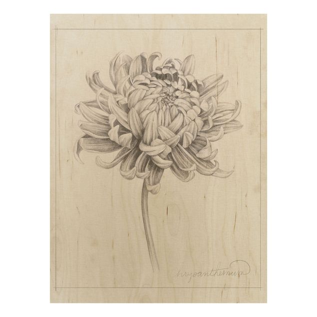 Tableaux en bois avec fleurs Étude botanique Chrysanthème I